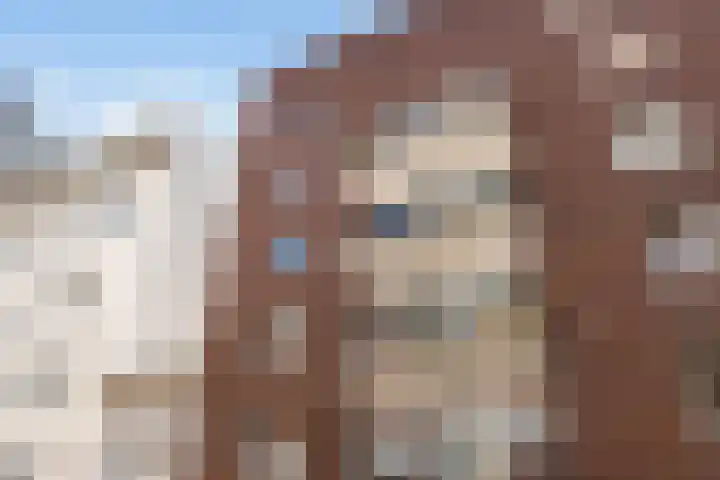 Bordeslaan 66 's-Hertogenbosch thumbnail 22