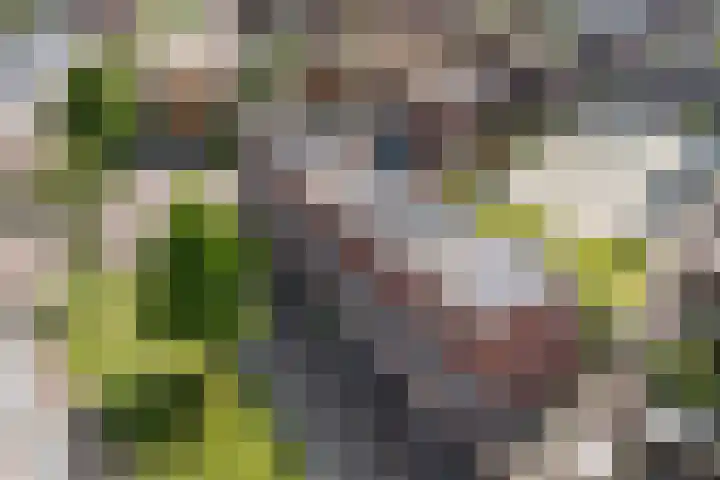 Boreasplantsoen 85 Arnhem thumbnail 30