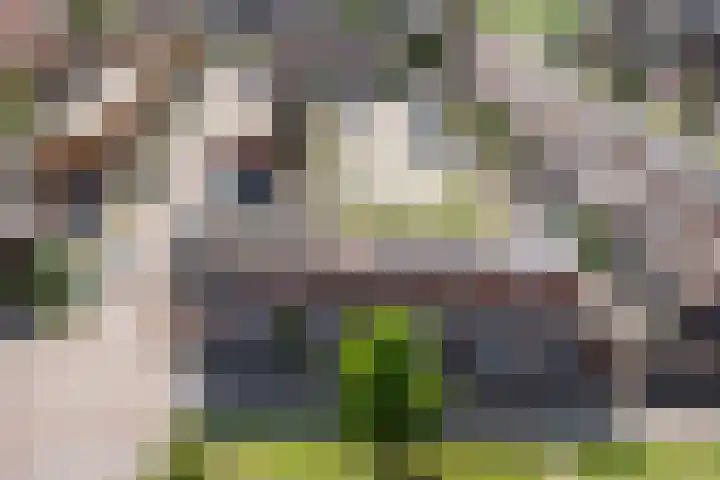 Boreasplantsoen 85 Arnhem thumbnail 31