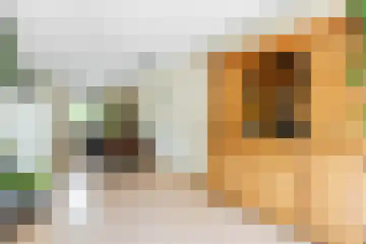 Borg 1 Grijpskerk thumbnail 12