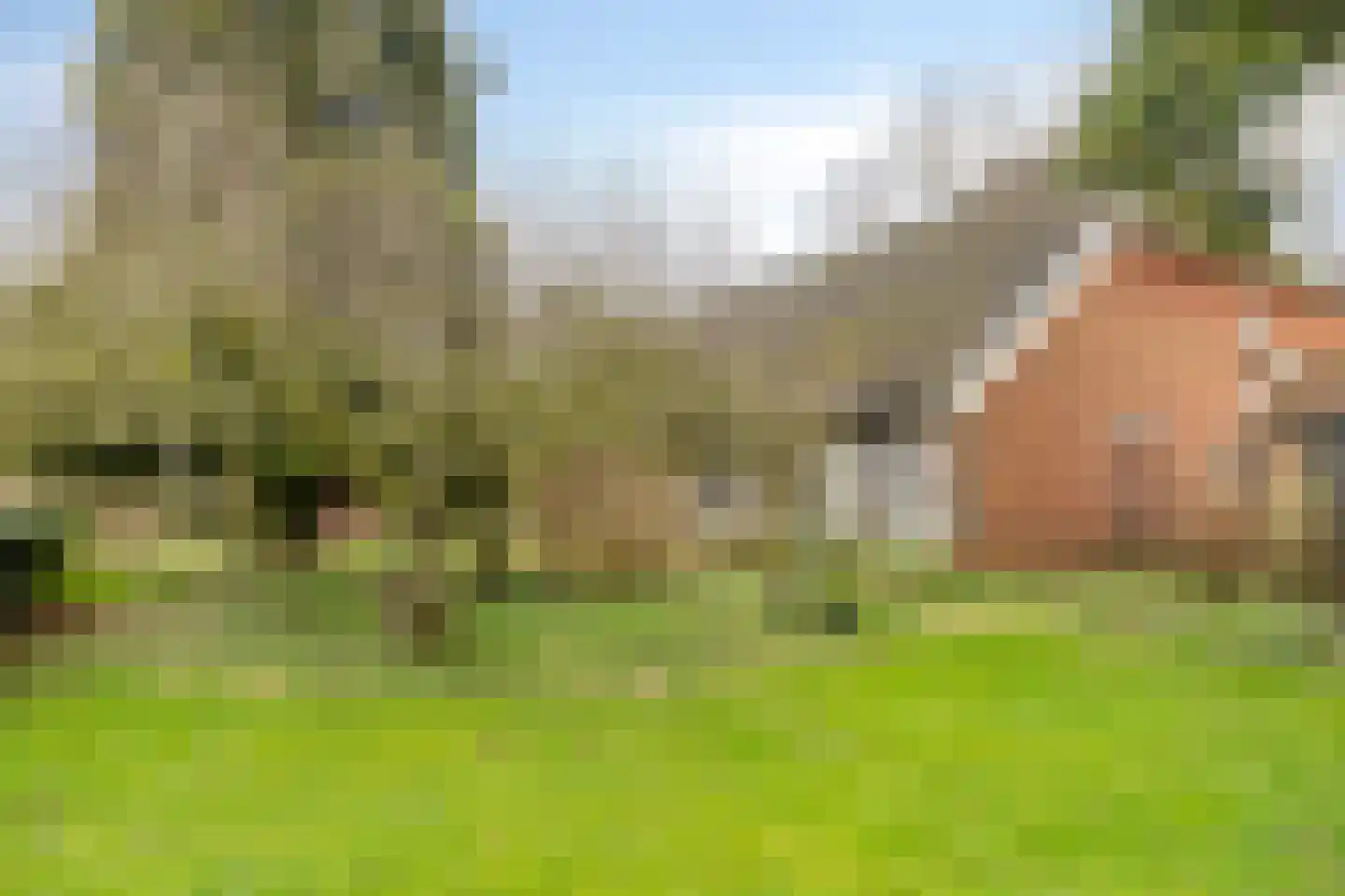 Borgercompagnie 25 Sappemeer thumbnail 62