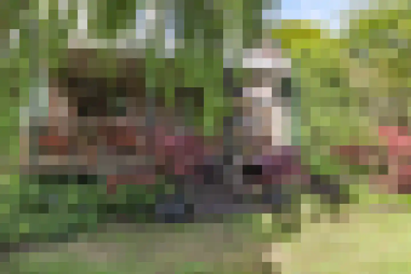Borgercompagniesterstr 1 Sappemeer thumbnail 18