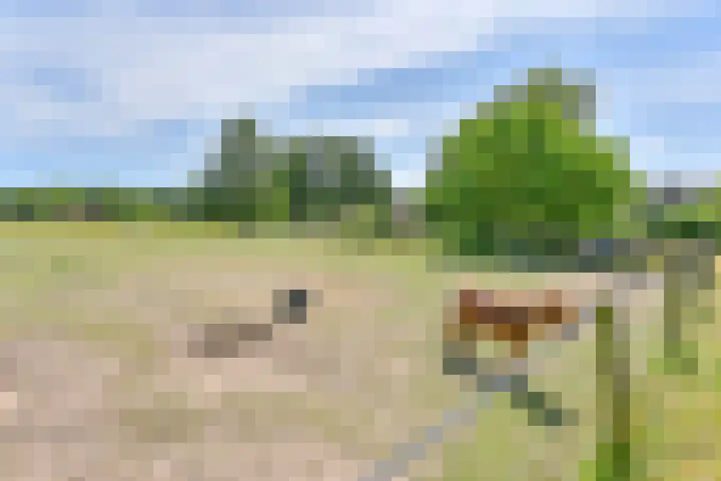 Borgerderweg 18 Odoorn thumbnail 101