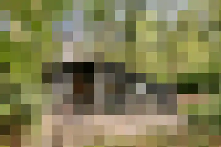 Borgerderweg 21 Odoorn thumbnail 20