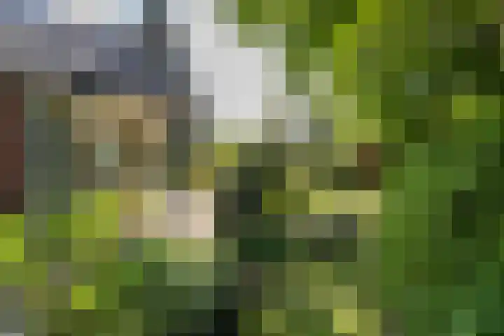 Borgerspark 79 Veendam thumbnail 59