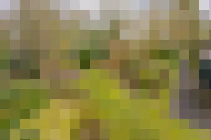 Borgerweg 12 Gasselte thumbnail 29