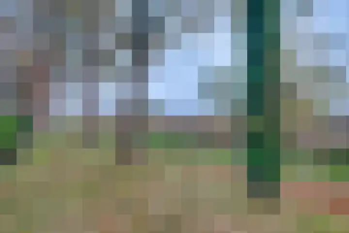 Borgman 17 Rietmolen thumbnail 29