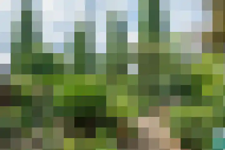 Borgsche Rieten 69 Terborg thumbnail 39