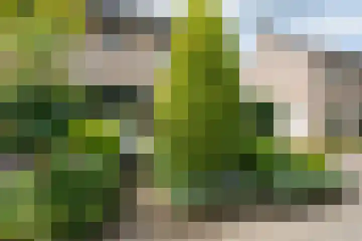 Borgsche Rieten 69 Terborg thumbnail 4