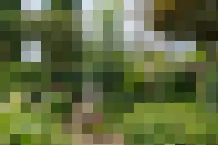 Borgsche Rieten 69 Terborg thumbnail 43