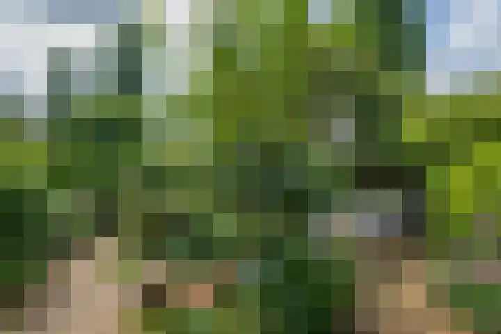 Borgsche Rieten 69 Terborg thumbnail 45
