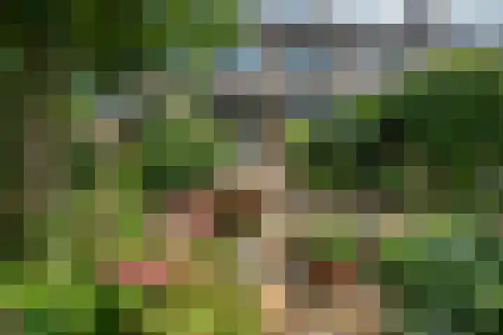 Borgsche Rieten 69 Terborg thumbnail 49