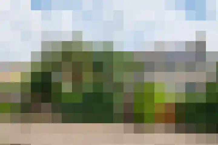 Borgsche Rieten 69 Terborg thumbnail 54