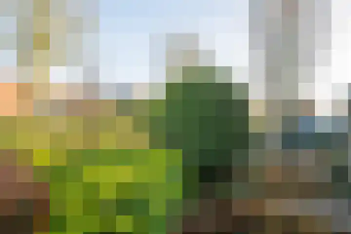 Borgsche Rieten 73 Terborg thumbnail 9
