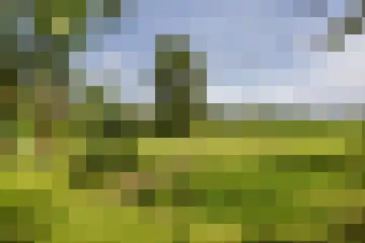 Borgsweer 11 Borgsweer thumbnail 55