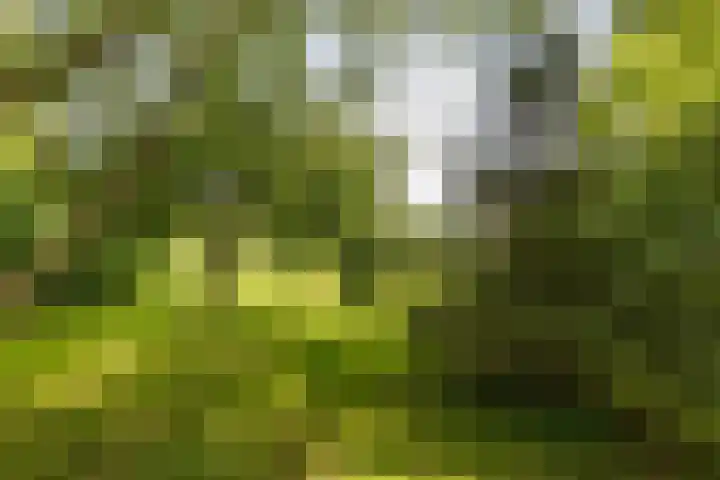 Borgsweer 11 Borgsweer thumbnail 58