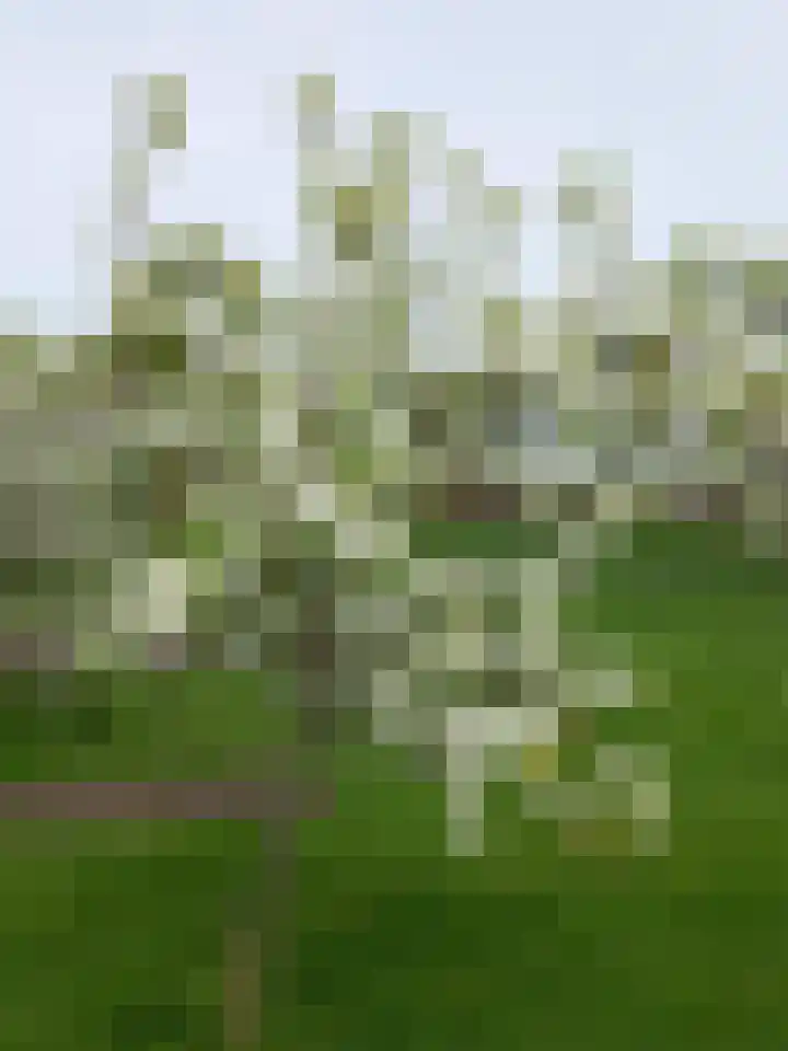Borgsweer 11 Borgsweer thumbnail 61
