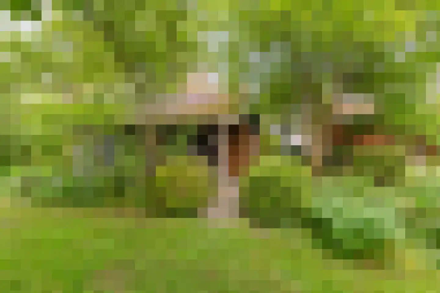 Borgweg 23 Lellens thumbnail 66