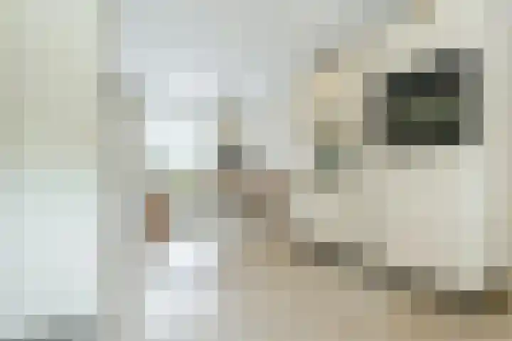Boringshof 4 Zuidlaren thumbnail 21