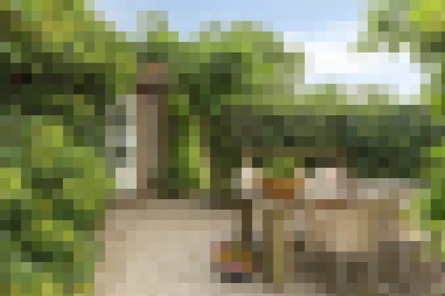 Bornego 14 Terband thumbnail 24