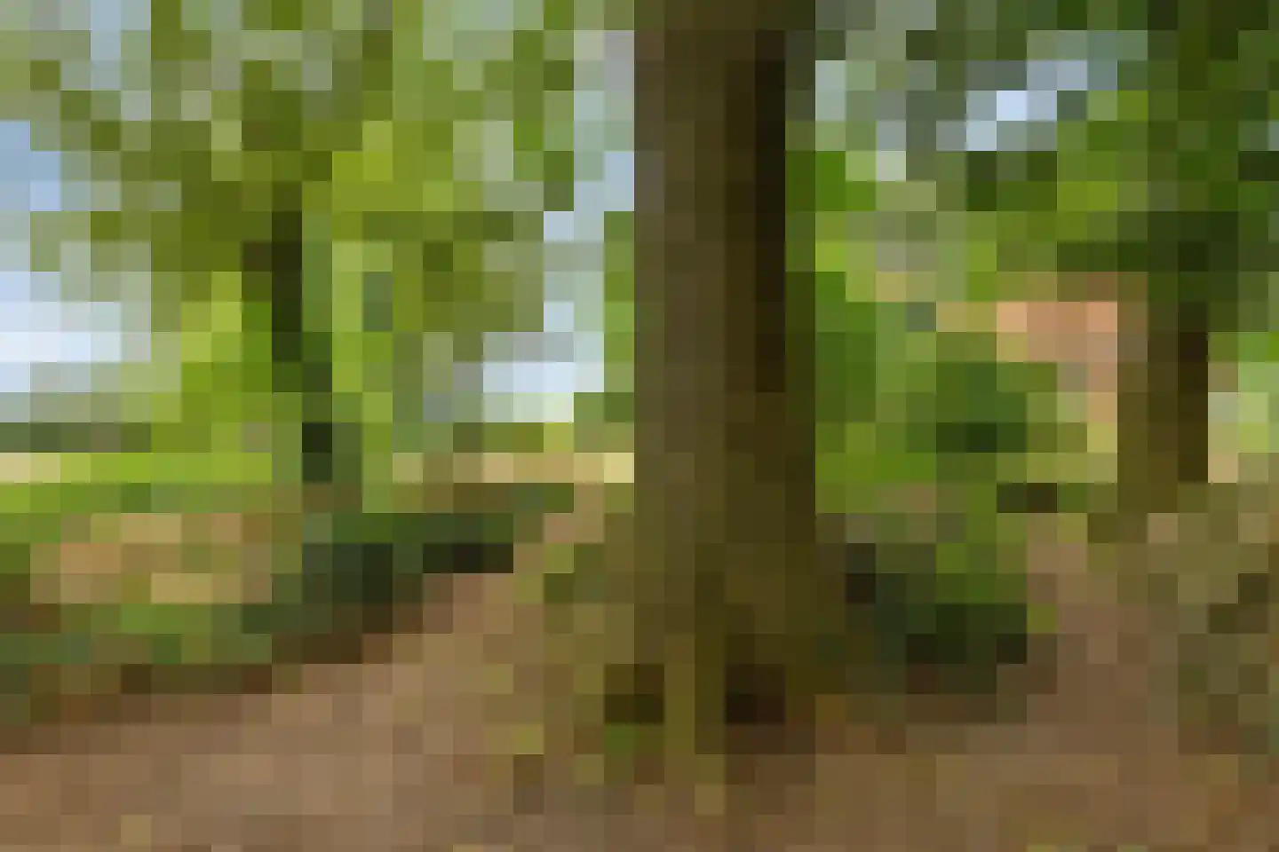 Bornego 14 Terband thumbnail 31