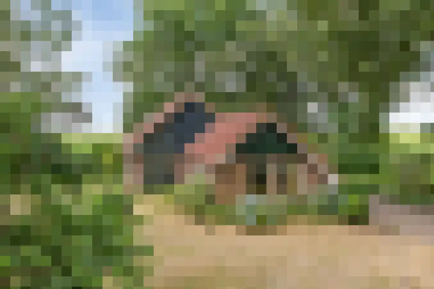 Bornego 14 Terband thumbnail 33