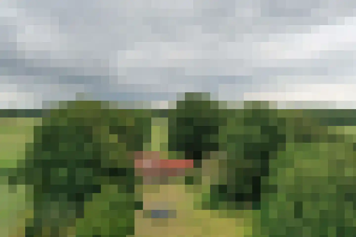 Bornego 14 Terband thumbnail 39