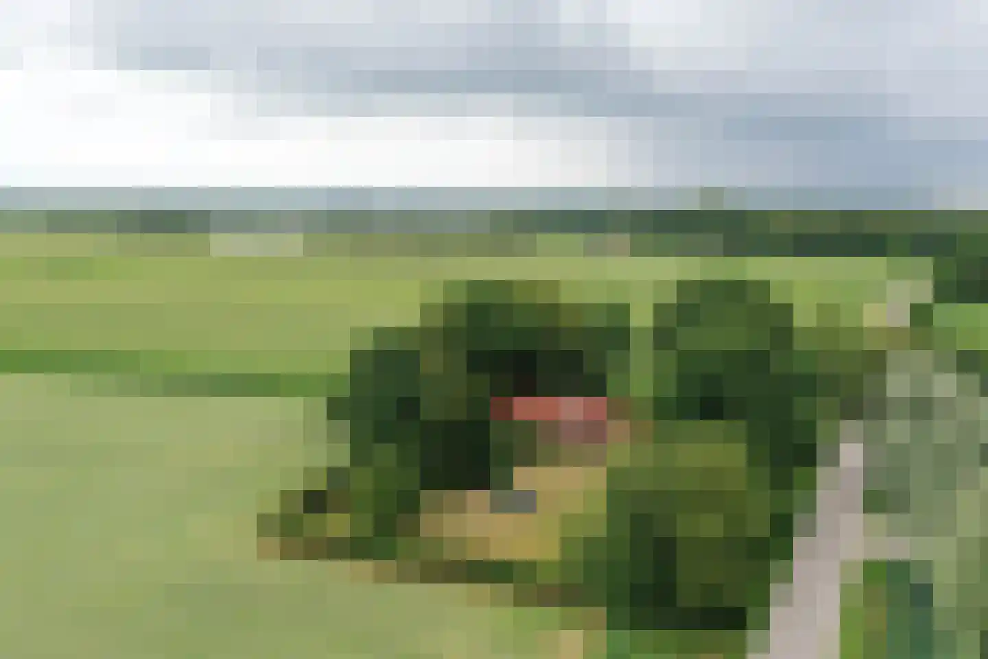 Bornego 14 Terband thumbnail 40