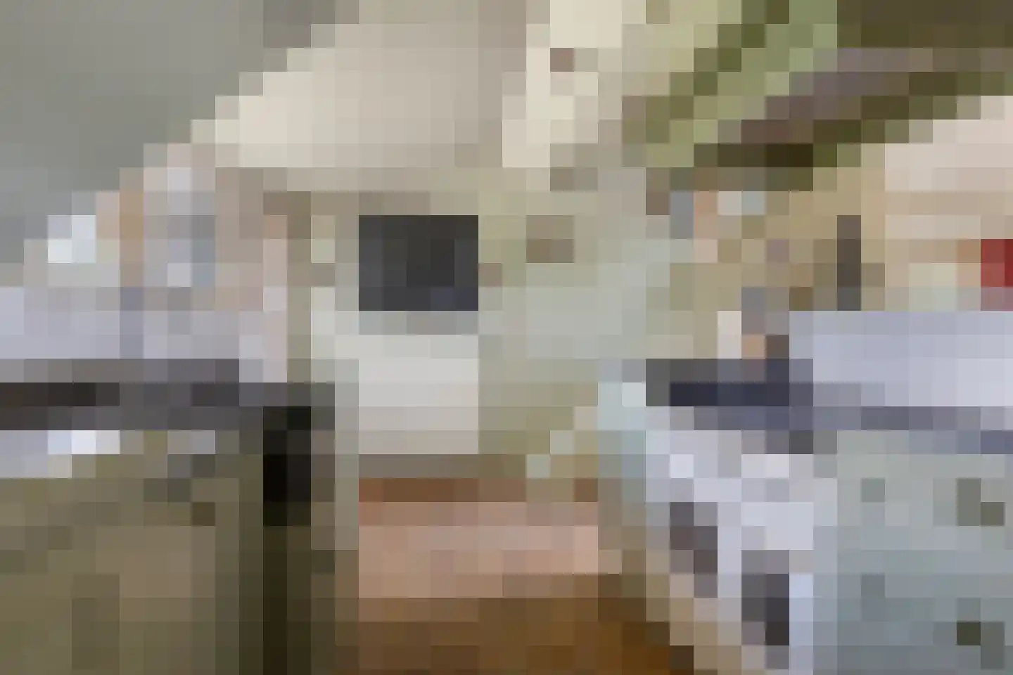Bornego 14 Terband thumbnail 8