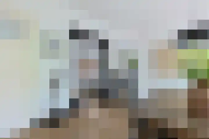 Borneostraat 17 Alphen aan den Rijn thumbnail 15