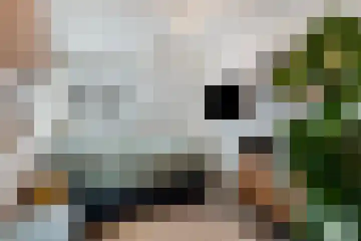 Borneostraat 19 Tilburg thumbnail 22