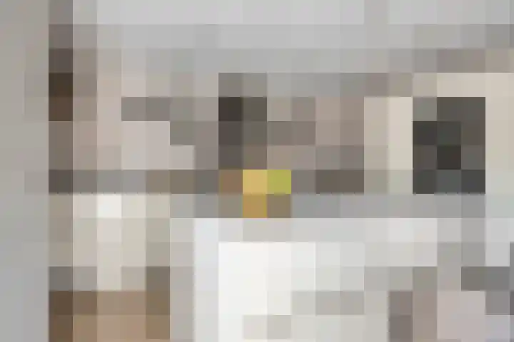 Bornerbroeksestraat 63 Borne thumbnail 13