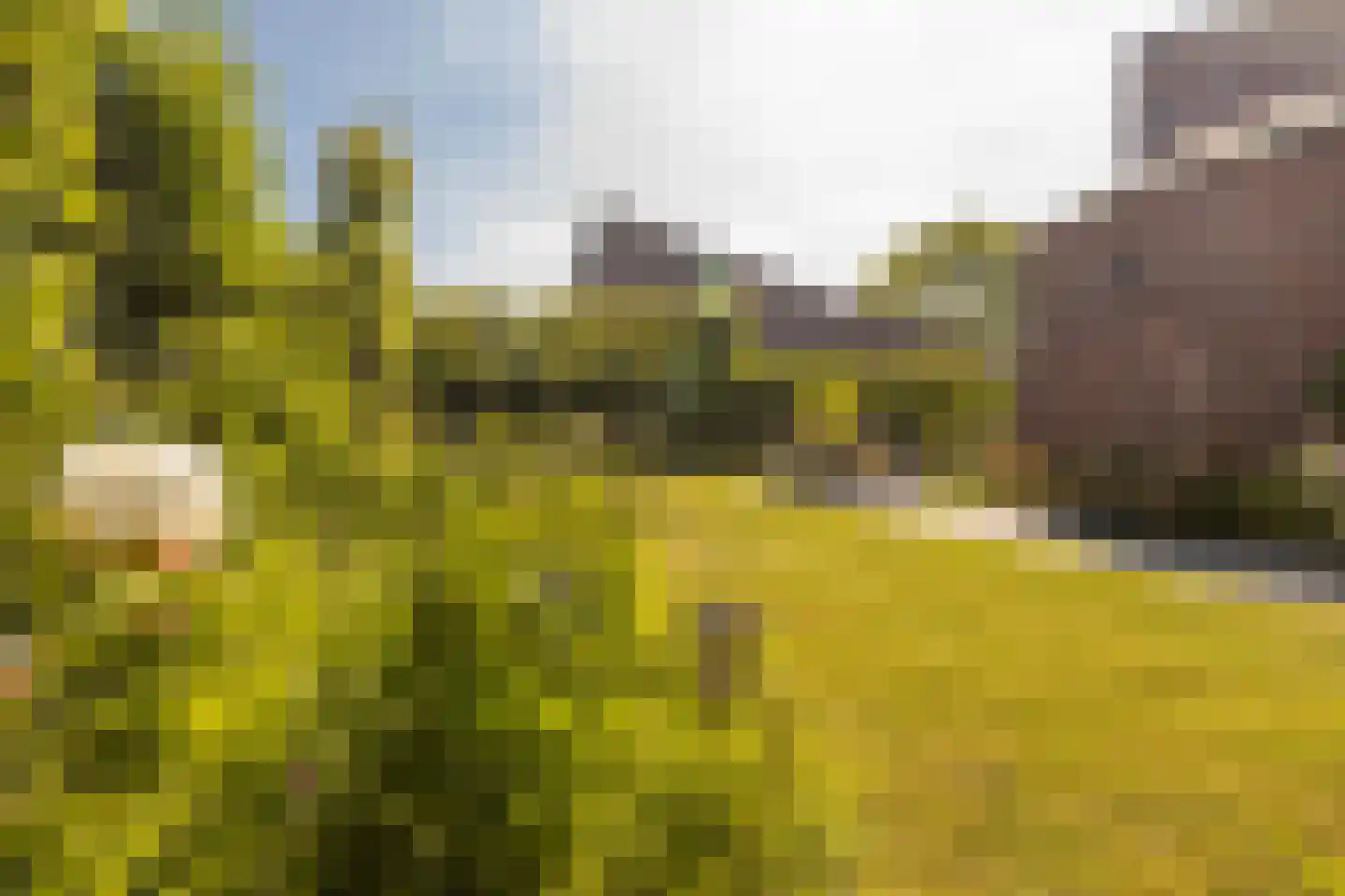 Bornerveldstraat 55 Born thumbnail 49
