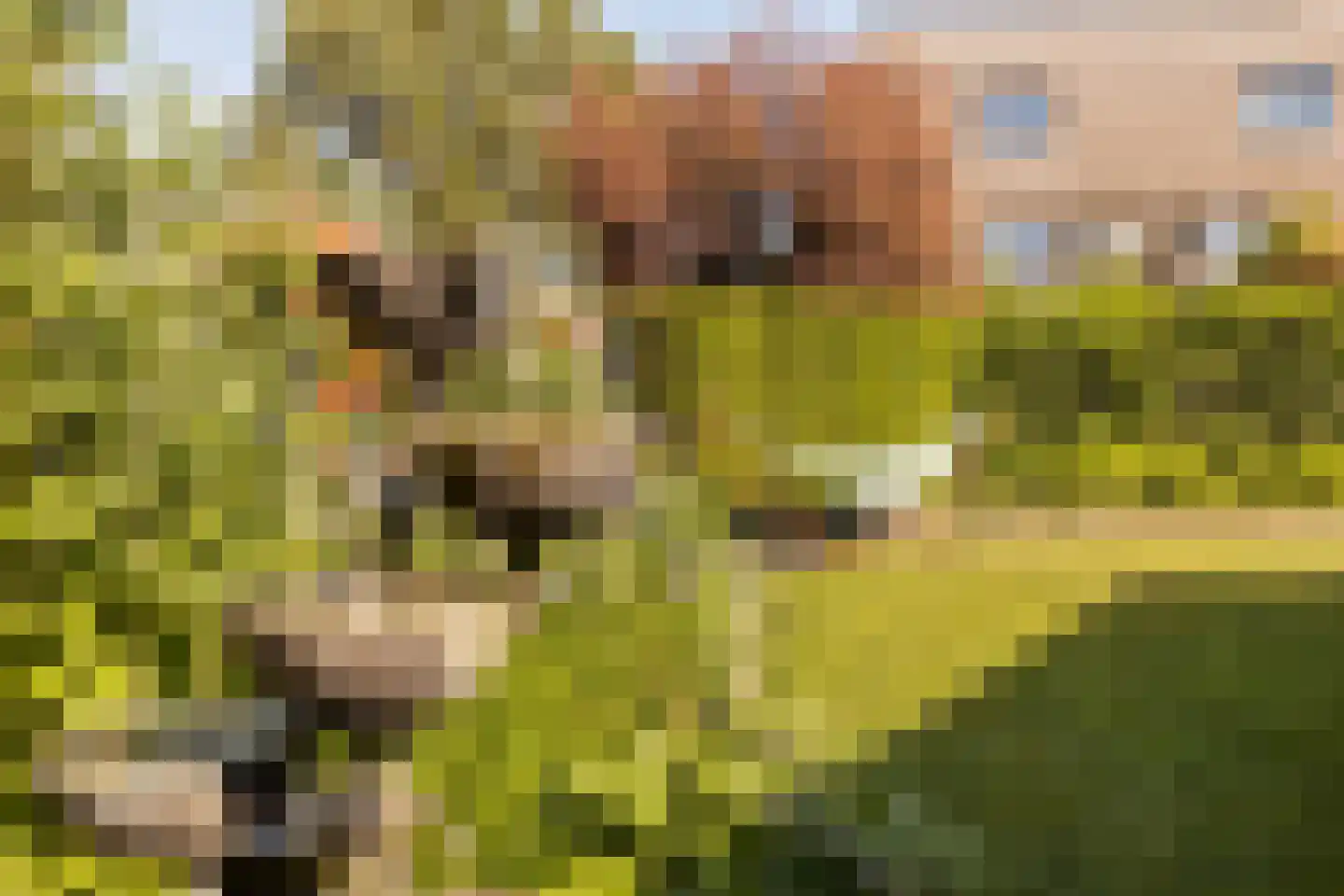 Bornerveldstraat 55 Born thumbnail 52