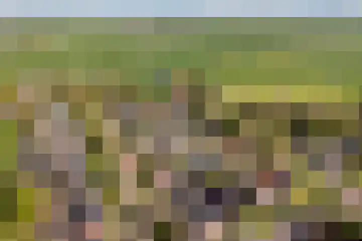 Bornialeane 31 Weidum thumbnail 53