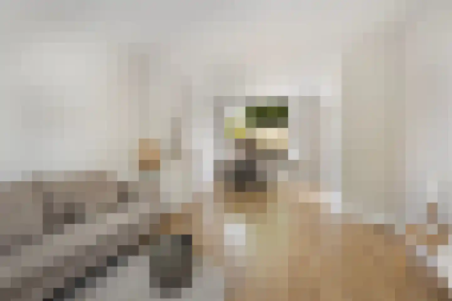 Borniastraat 93 Leeuwarden thumbnail 15