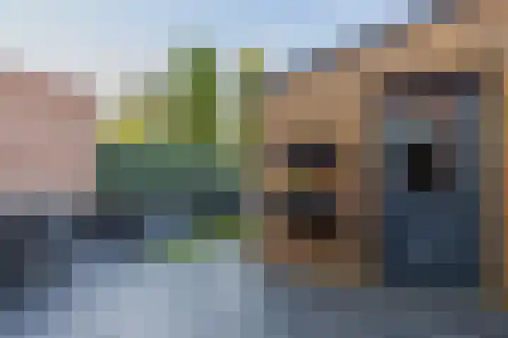 Borretstraat 50 Gemert thumbnail 31