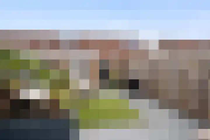 Borstelgras 6 Spijkenisse thumbnail 14
