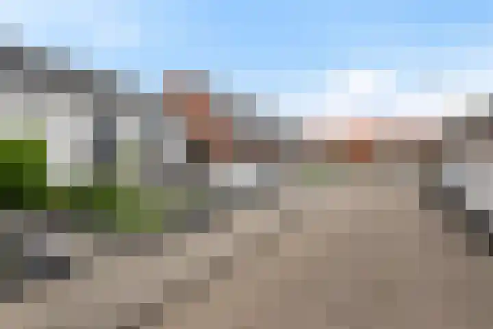 Bos 30 Stavenisse thumbnail 6