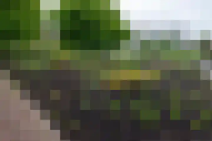 Bos en Lommerplantsoen 11 D Amsterdam thumbnail 31
