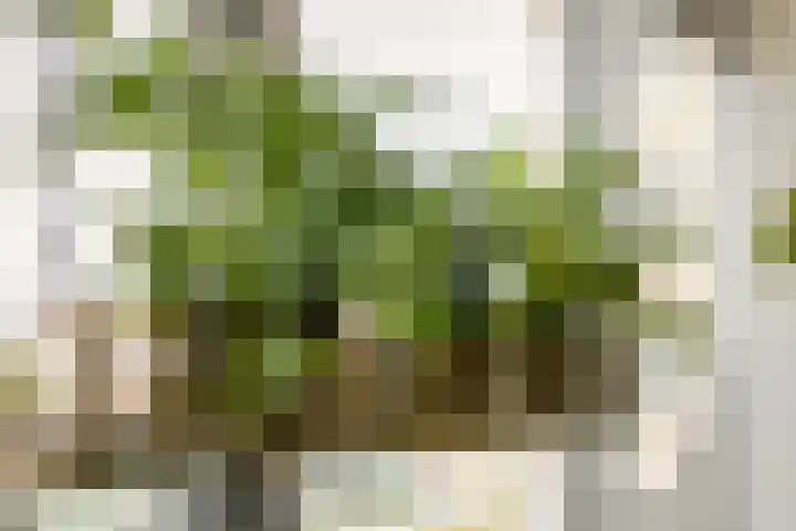 Bos en Lommerplantsoen 99 E Amsterdam thumbnail 5