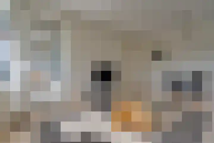 Bos en Vaartlaan 61 Amstelveen thumbnail 4