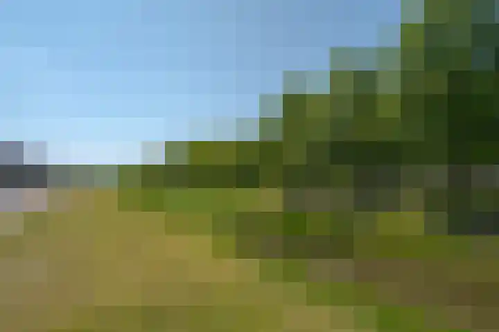 Bosanemoon 11 Leek thumbnail 9