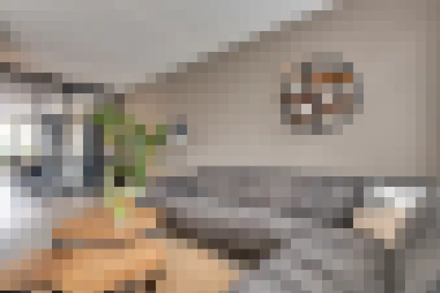 Bosanemoon 70 Assen thumbnail 8