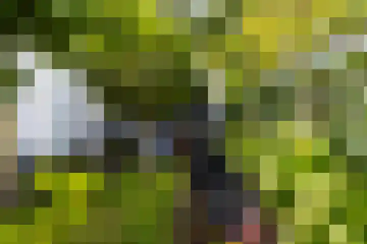 Bosanemoonstraat 10 Ulvenhout thumbnail 21