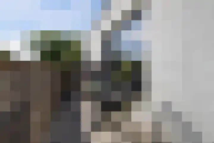 Bosanemoonstraat 15 Ulvenhout thumbnail 4
