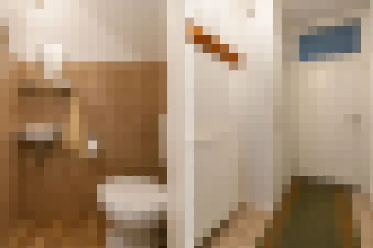 Bosbeeklaan 14 Baarlo thumbnail 5
