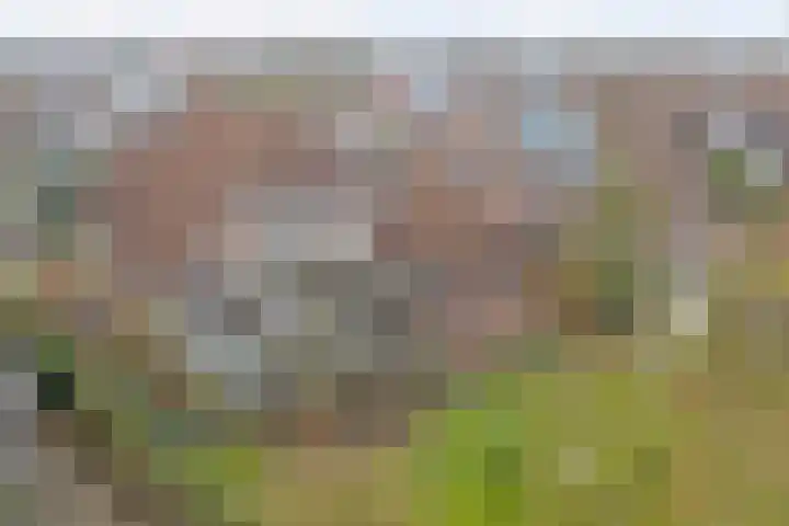 Bosbeeklaan 29 Baarlo thumbnail 50