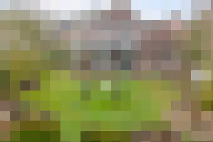 Bosbeeklaan 29 Baarlo thumbnail 51