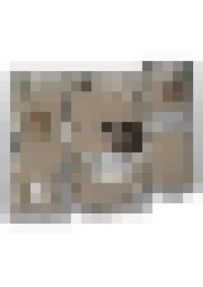 Bosbeemd 17 Vlijmen thumbnail 61